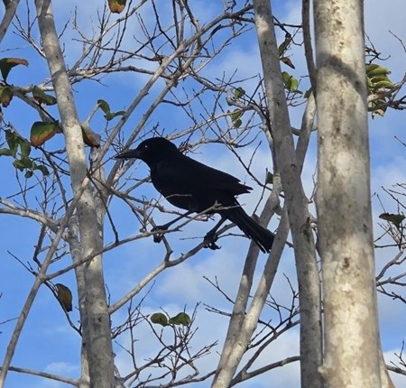 Grackle in tree